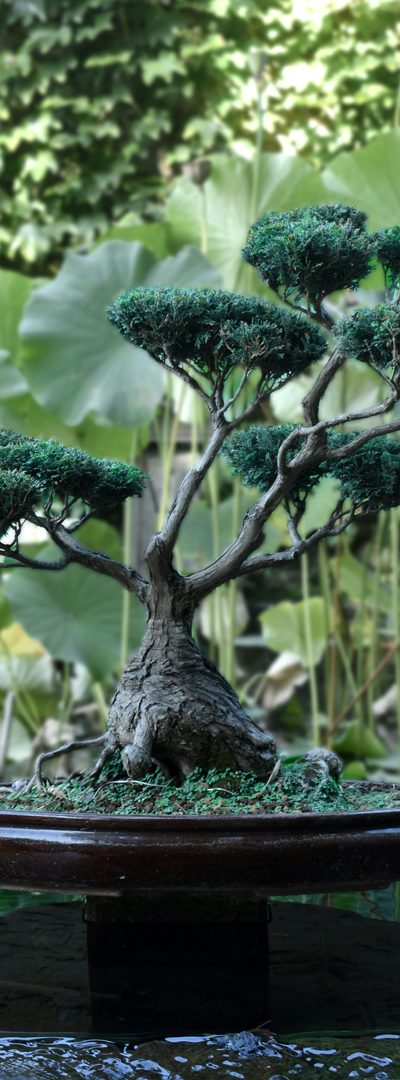 Bonzai tree